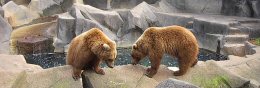 Bears at Riverbanks Zoo in Columbia SC